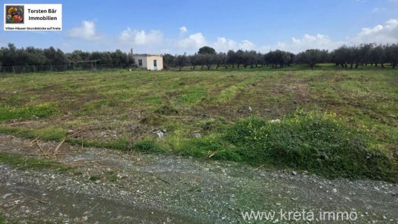 Tympaki Olivenhain 5.500 m² in Tympaki, Kreta zu verkaufen Grundstück kaufen